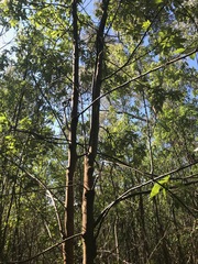 Trymalium odoratissimum