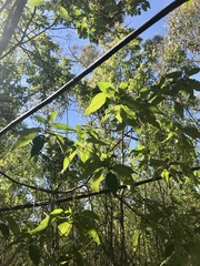 Trymalium odoratissimum