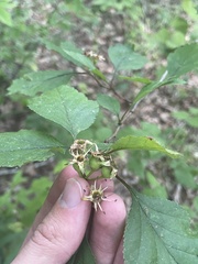 Crataegus iracunda