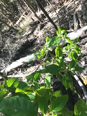 Trymalium odoratissimum