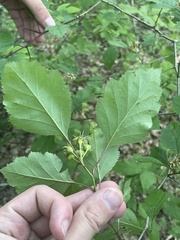 Crataegus iracunda, photograph (c) Kristály Cravens-Liszak, some rights reserved (CC BY)