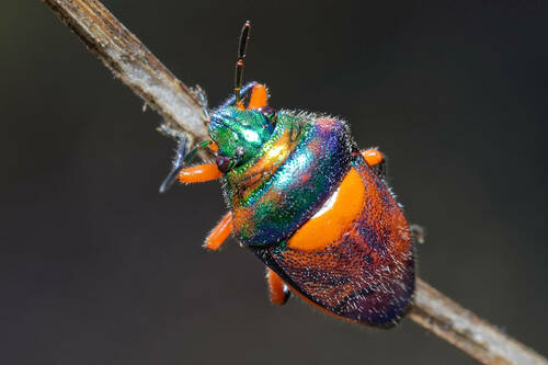 Green Jewel Bug