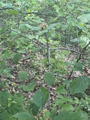 Crataegus iracunda, photograph (c) Kristály Cravens-Liszak, some rights reserved (CC BY)