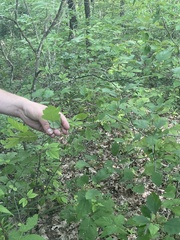 Crataegus iracunda, photograph (c) Kristály Cravens-Liszak, some rights reserved (CC BY)