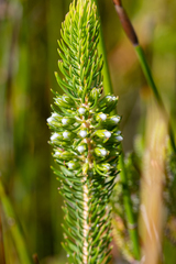 Erica thomae thomae