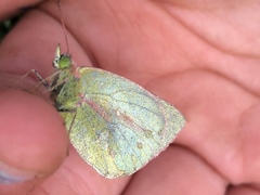 Colias dimera