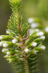Erica thomae thomae