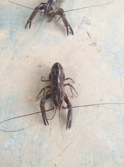 Cherax quadricarinatus