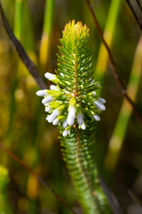 Erica thomae thomae