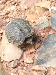 Chelydra acutirostris