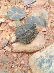 Chelydra acutirostris