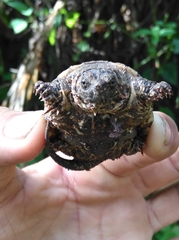 Chelydra acutirostris