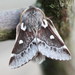 Small Eggar - Photo (c) Andrey Ponomarev, some rights reserved (CC BY-NC), uploaded by Andrey Ponomarev