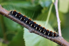 Eriogaster lanestris