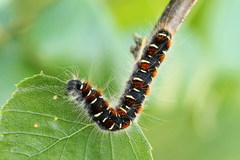 Eriogaster lanestris