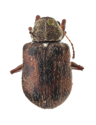 How to identify Xanthonia decemnotata (Say, 1824)