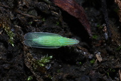 Ossoides lineatus