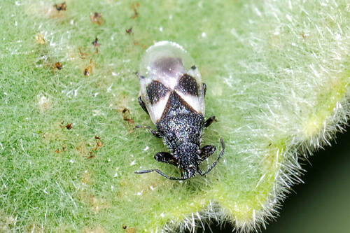 Cottonseed Bug