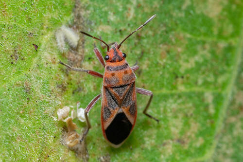 Bindweed Seedeating Bug