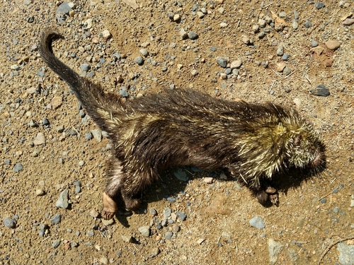 Mexican Hairy Dwarf Porcupine