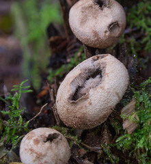 Lycoperdon subincarnatum