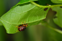 Agomadaranus pardaloides