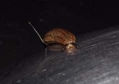 Veronicelloidea