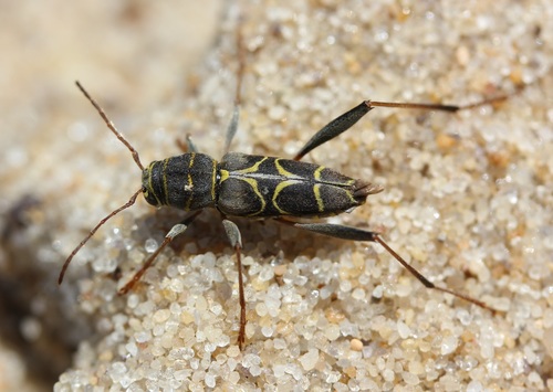 Split-necked Neoclytus photo 3