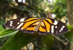 Lycorea halia discreta