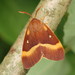 Oak Eggar - Photo (c) Andrey Ponomarev, some rights reserved (CC BY-NC)