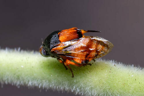 Machaerota pugionata