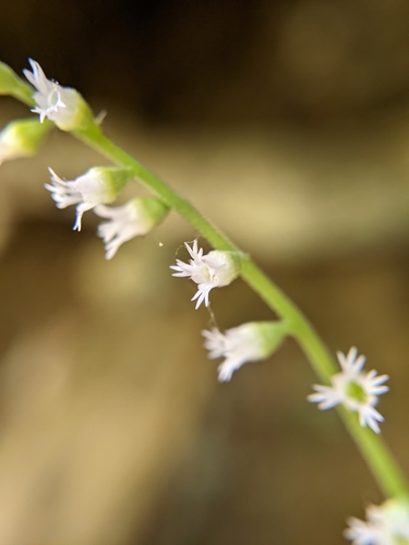 Image of Ozomelis diversifolia by (c) Kayla Sweeten, some rights reserved (CC BY)
