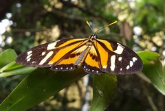 Lycorea halia discreta