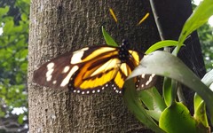 Lycorea halia discreta