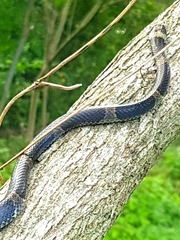 Leptodeira nigrofasciata