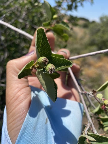 Utah Serviceberry fruiting
