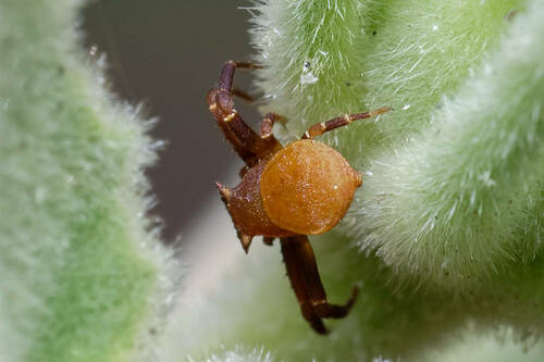 Spectacular Crab Spider
