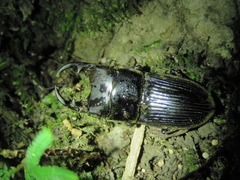 Aegus laevicollis formosae