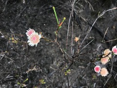 Actinodium cunninghamii