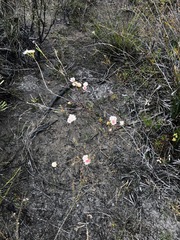 Actinodium cunninghamii