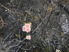 Actinodium cunninghamii