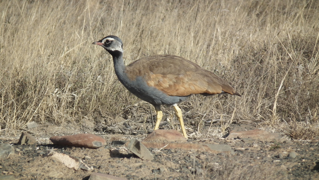 Blue Korhaan
