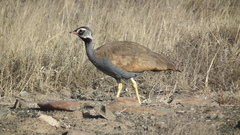 Eupodotis caerulescens
