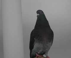 Columba livia domestica