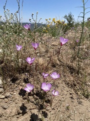 Clarkia cylindrica ssp. cylindrica