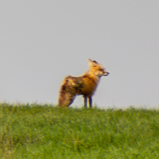 Red Fox photographed in North Dakota