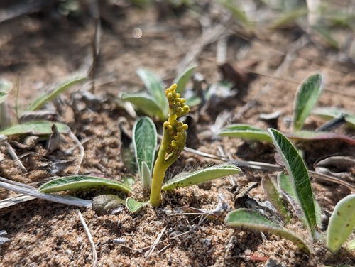 Image of Botrychium ascendens by no rights reserved