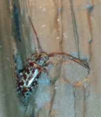 Eupogonius tomentosus