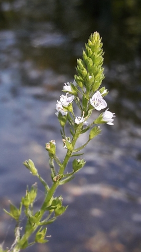 Representative image of Veronica anagalloides
