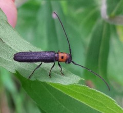 Oberea perspicillata